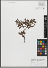 Foto von Salix waldsteiniana Willd.